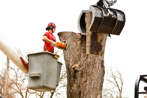 Reliable Lodi, NJ Tree Care Solutions